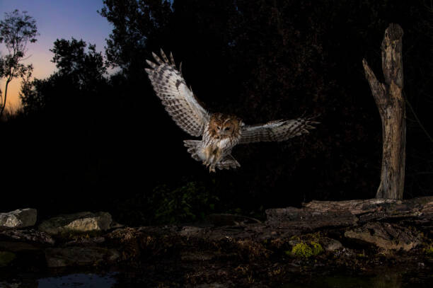 Umělecká fotografie Tawny owl flying in the forest at night, Spain, AlfredoPiedrafita, (40 x 26.7 cm)