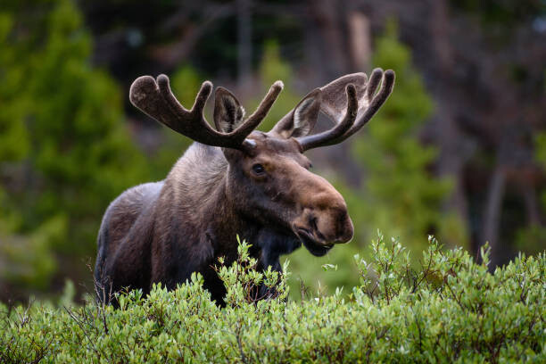 Fotografie A moose moose in the forest,Fort, Hawk Buckman / 500px, 40x26.7 cm