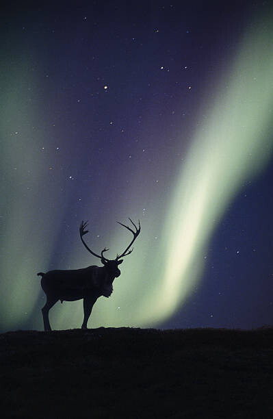 Fotografie Caribou bull and Aurora Borealis,, Johnny Johnson, 26.7x40 cm