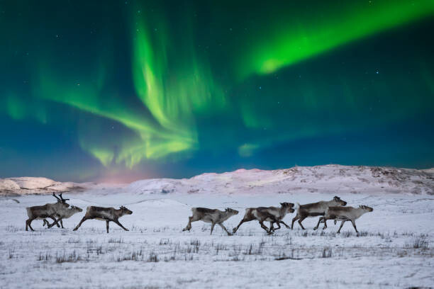 Fotografie Wild reindeer on the tundra on, Anton Petrus, 40x26.7 cm