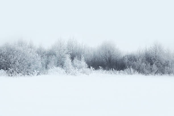 Fotografie Beautiful winter forest landscape, trees covered, Guasor, 40x26.7 cm