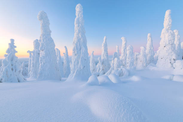 Levně Plakát, Obraz - Trees covered with snow at dawn,, Roberto Moiola / Sysaworld, 40 × 26.7 cm