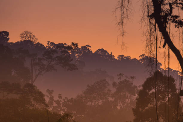 Fotografie Morning view of Endau Rompin National, shaifulzamri, 40x26.7 cm