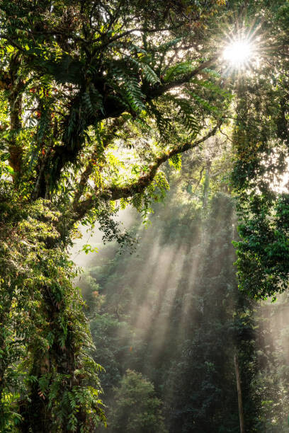 Fotografie Sunbeam in Tropical Rain forest in Danum Valley, Nora Carol Photography, 26.7x40 cm