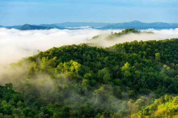 Fotografie Beautiful mist over green forest on mountain., NirutiStock, 40x26.7 cm
