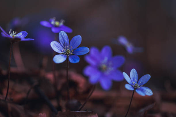 Fotografie Blue anemones on the forest floor, Baac3nes, 40x26.7 cm