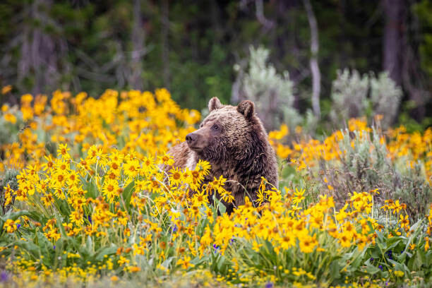 Fotografie Grizzly Bear in Spring Wildflowers, Troy Harrison, 40x26.7 cm