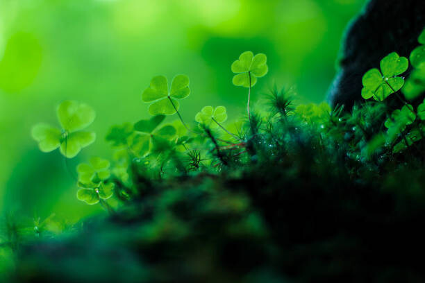 Levně Plakát, Obraz - Clover on the forrest floor, Baac3nes, 40 × 26.7 cm