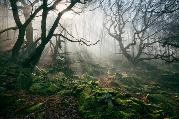 Fotografie Light hinging through trees/., James Mills, 40x26.7 cm