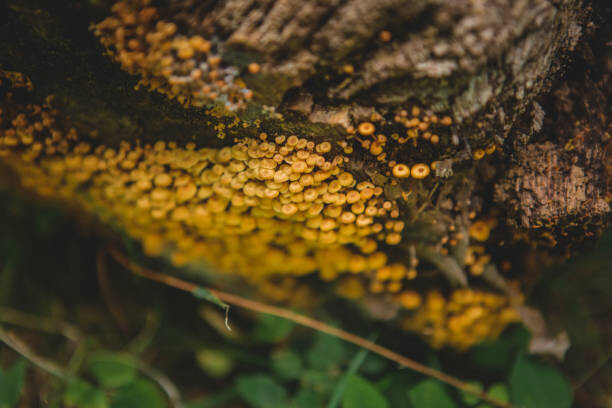 Fotografie Tiny mushroom fungus, Annie Otzen, 40x26.7 cm