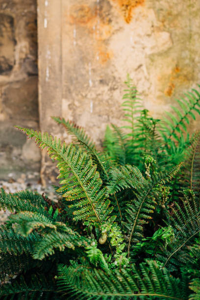 Fotografie Green fern leaves lush foliage., Olena Malik, 26.7x40 cm