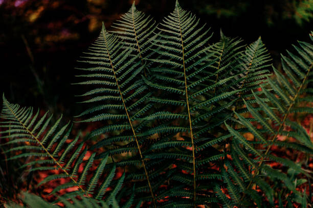 Fotografie Dark green fern foliage in the forest, Olena Malik, 40x26.7 cm