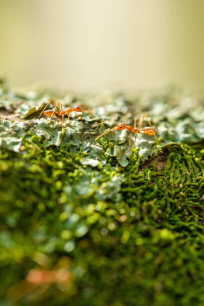 Fotografie Two weaver ants on a lichen, Jordan Lye, 26.7x40 cm