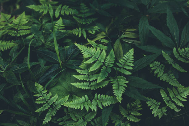 Fotografie Jungle leaves background, Jasmina007, 40x26.7 cm