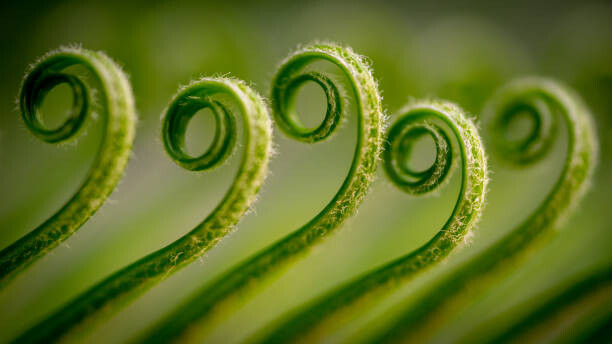 Umělecká fotografie Close-up of fern,Gujranwala,Punjab,Pakistan, Umair Zia / 500px, (40 x 22.5 cm)