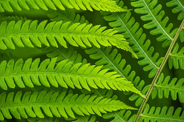 Fotografie Fern leaf in the forest - green nature background, Belyay, 40x26.7 cm