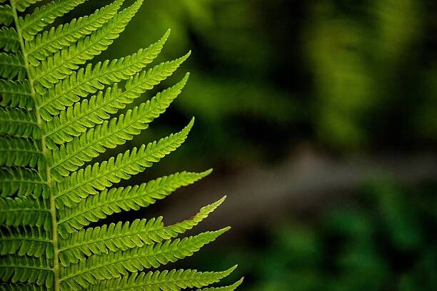 Fotografie leaf of a fern, dbefoto, 40x26.7 cm