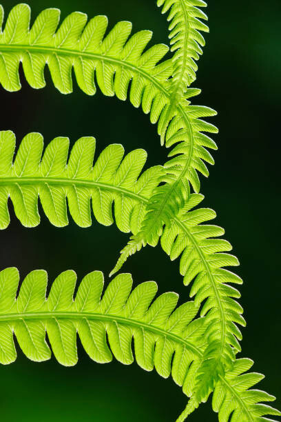Fotografie Fresh green fern leaves. Macrophotography, Vlad Antonov, 26.7x40 cm