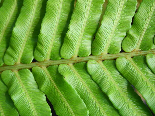Fotografie Green blechnum fern leaf, Supersmario, 40x30 cm