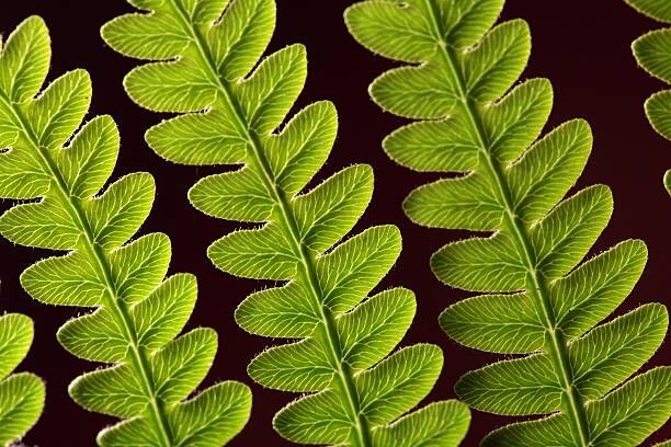 Fotografie Bracken Fern Leaf, weisschr, 40x26.7 cm