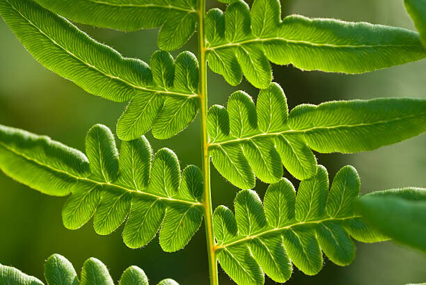 Fotografie close-up fern, jadimages, 40x26.7 cm