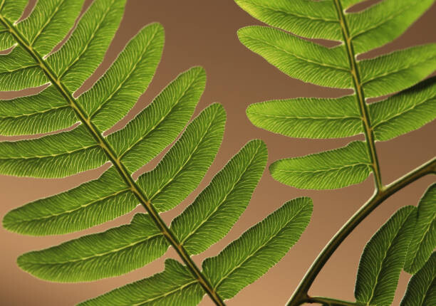 Fotografie Highlighted leaf veins on fern fronds, Zen Rial, 40x26.7 cm
