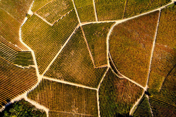 Fotografie Barolo Wine Region in Autum, Piedmont, Italy, Andrea Pistolesi, 40x26.7 cm