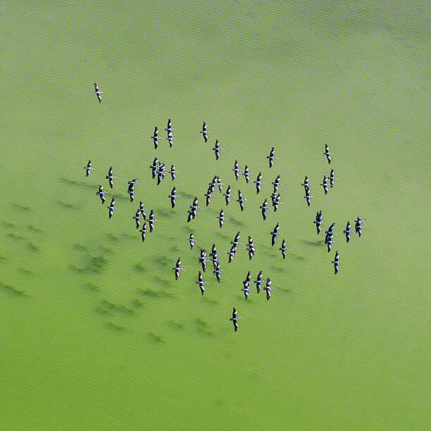 Fotografie Lake Eyre Aerial Image, Ignacio Palacios, 40x40 cm