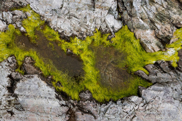 Fotografie Abstract view of moss on rocks, Kevin Trimmer, 40x26.7 cm
