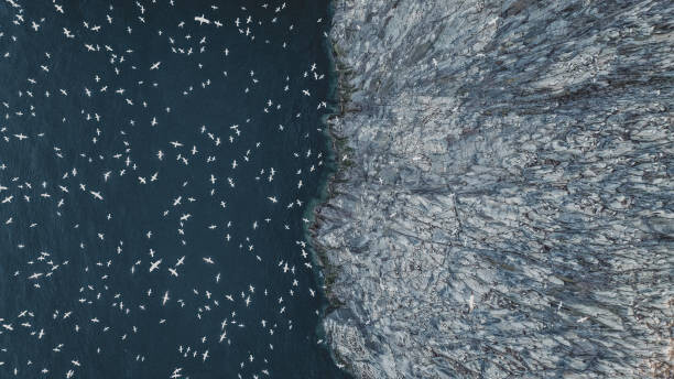 Fotografie Gannets flying off the edge of, Abstract Aerial Art, 40x22.5 cm