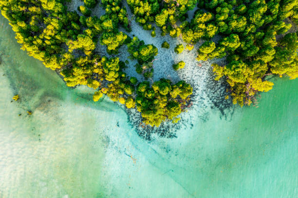 Fotografie Overhead view of a tropical mangrove lagoon, Roberto Moiola / Sysaworld, 40x26.7 cm