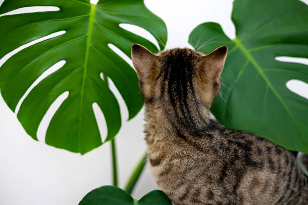Ilustrace tabby cat kitty playing with monstera, AMphotography, 40x26.7 cm