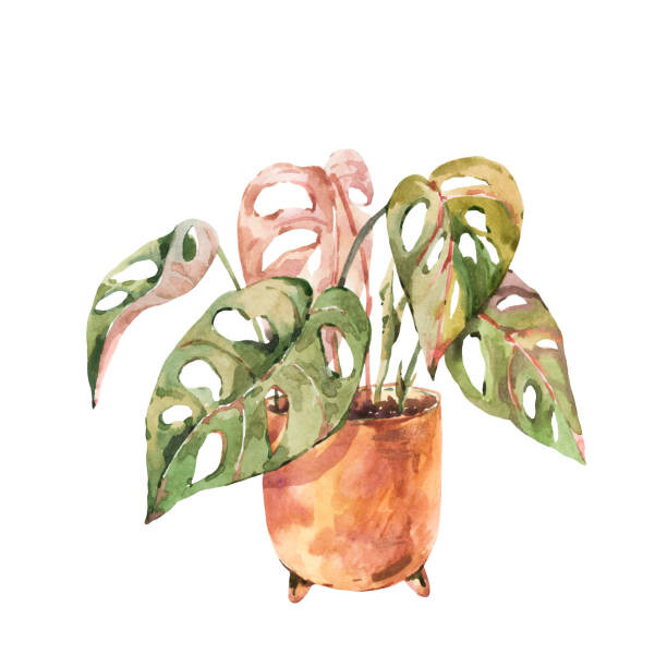 Ilustrace Watercolor indoor plants, monstera urban jungle, Belus, 40x40 cm