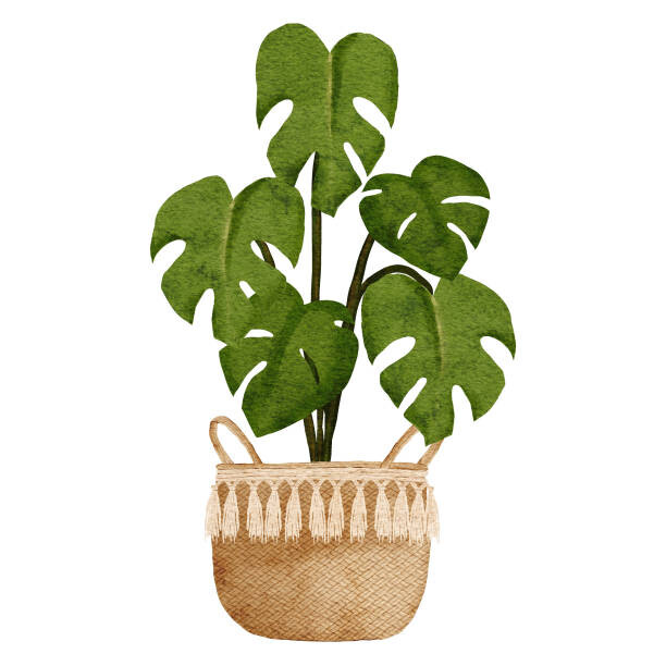 Ilustrace watercolor home decor monstera plant with pot, Elsa Fitria Bena, 40x40 cm