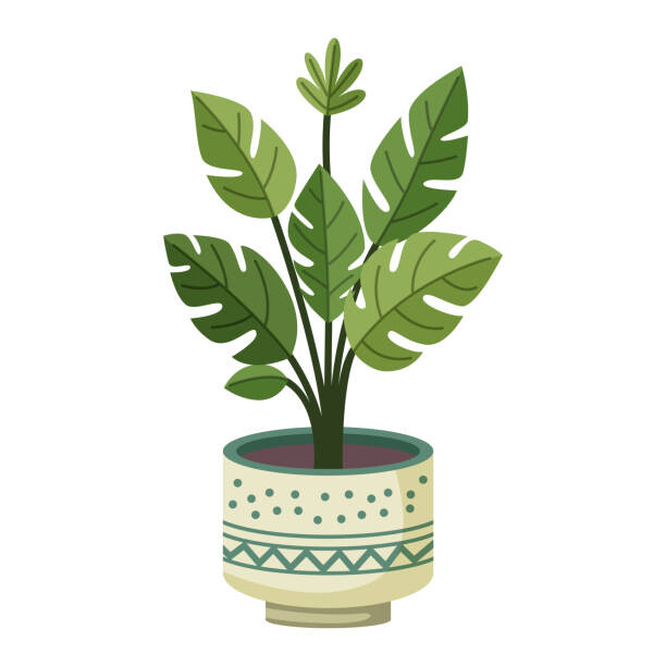Ilustrace Monstera plant in a pot, Yuliia Sydorova, 40x40 cm