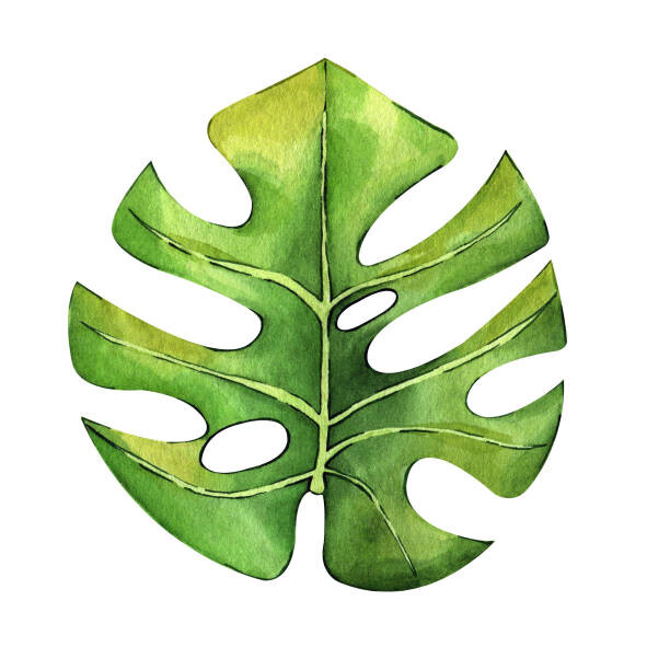 Ilustrace Watercolor hand painted green tropical leaves,, DZHAMILIA ABDULAEVA, 40x40 cm
