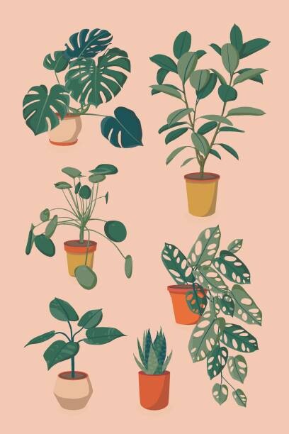 Ilustrace houseplants set, Alina Beketova, 26.7x40 cm