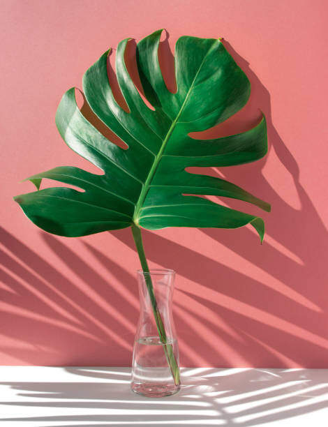 Ilustrace Monstera leaves in glass jug with, HAKINMHAN, 30x40 cm