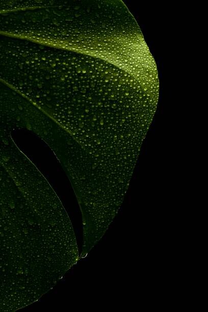 Ilustrace young monstera leaf in droplets of water, Serhii_Yushkov, 26.7x40 cm