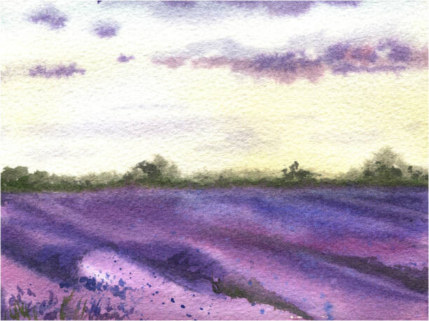 Ilustrace Watercolor lavender field, hand drawn Provencal, Elena Dorosh, 40x30 cm