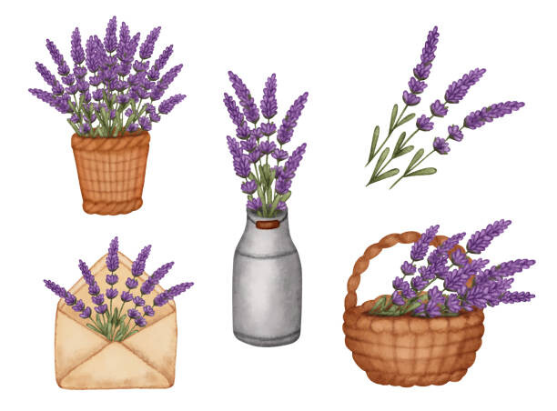 Ilustrace Set watercolor lavender bouquet in bucket,, Evgeniya Sheydt, 40x30 cm