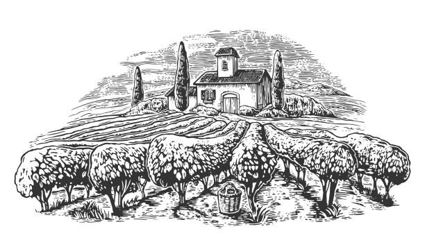 Ilustrace Rural landscape with villa, vineyard fields, DenPotisev, 40x22.5 cm