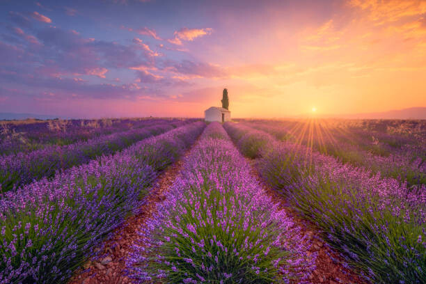 Ilustrace France, Alpes-de-Haute-Provence, Valensole, lavender field at, Westend61, (40 x 26.7 cm)