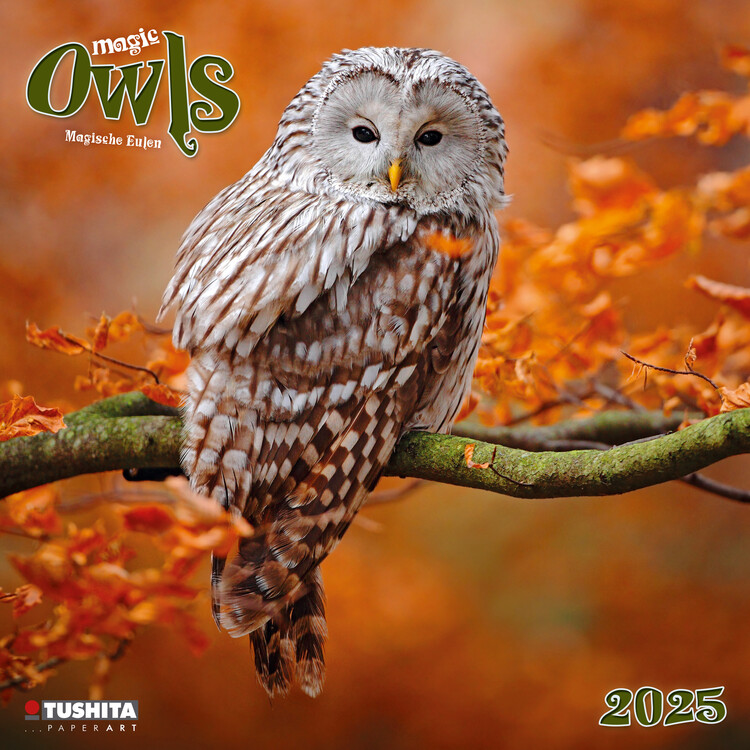 Calendario 2027 Magic Owls