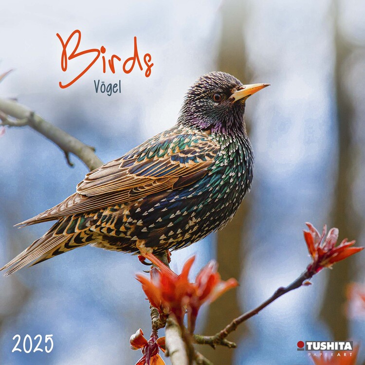 Naptár 2027 Birds