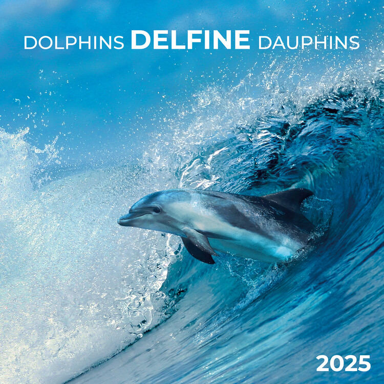 Kalendář 2025 Dolphins, 30 x 30 cm