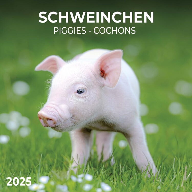 Kalendář 2025 Piggies, 30 x 30 cm