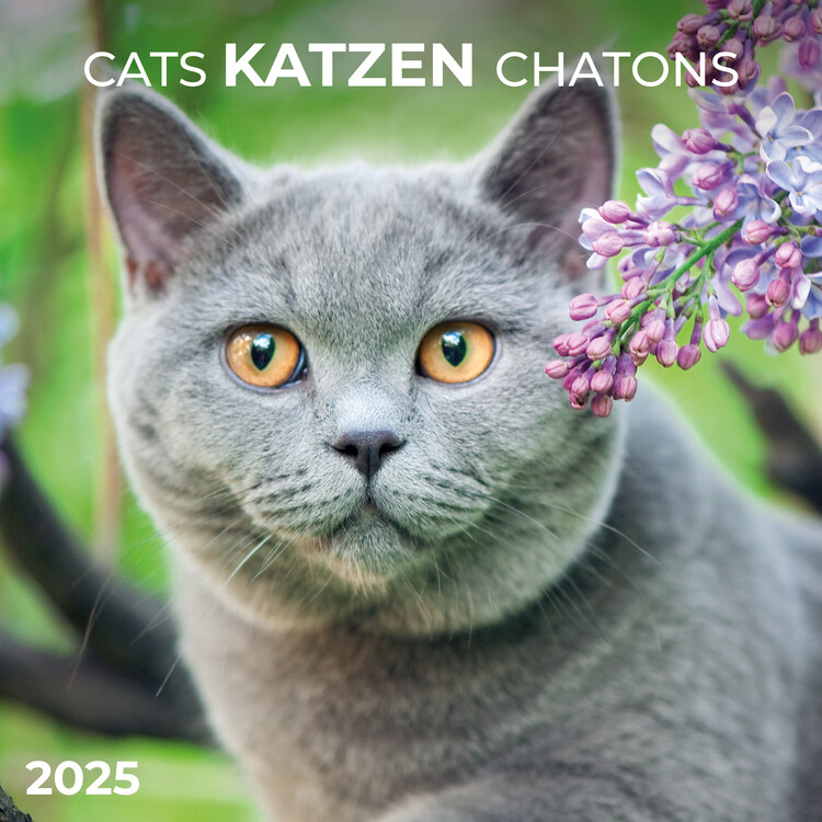 Kalendář 2025 Cats, 30 x 30 cm