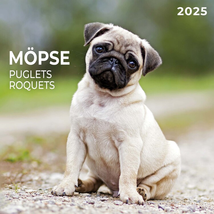 Kalendár 2027 Puglets