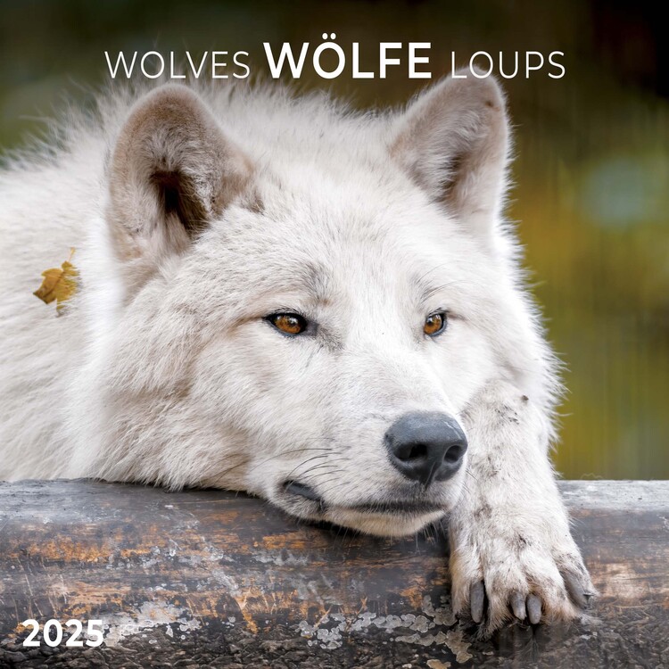 Kalendář 2025 Wolves, 30 x 30 cm